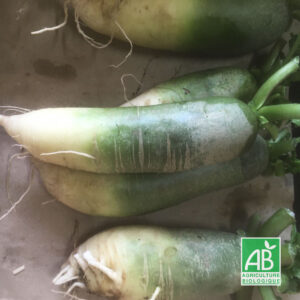 Radis "Green Meat" - la pièce