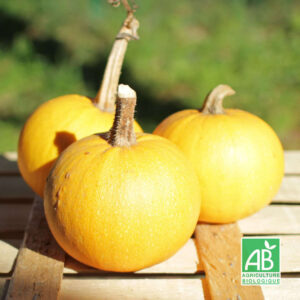 Courges Pomme d'or - la pièce (env. 150)